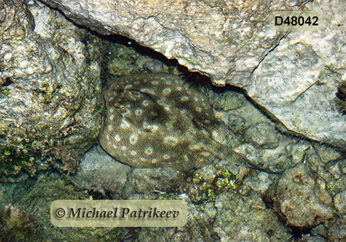 Yellow Stingray (Urobatis jamaicensis)